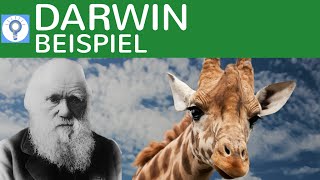 Evolutionstheorie von Darwin  Beispielaufgabe Giraffen  Evolution 7 [upl. by Aduhey475]