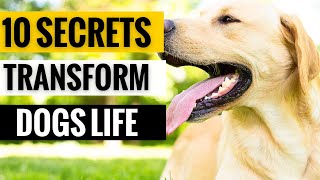 10 Secrets That TRANSFORM Your Dogs Life [upl. by Novihs]