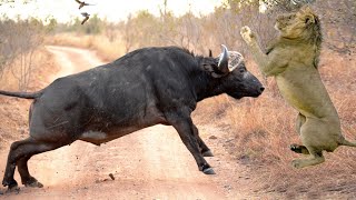 Mother Buffalo Rescue Her Calf from Lion Best Video Animals 2024 [upl. by Pedaiah192]