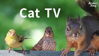 Cat TV 2020 8 Hours  Birds for Cats to Watch Relax Your Pets Beautiful Birds Squirrels [upl. by Questa]