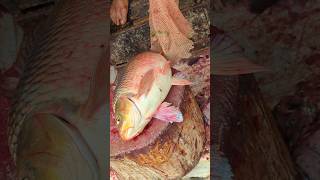 How To Cutting Carp Fish Cutting Skills Shorts Amazing Fish Cutting Skills 😱 shorts [upl. by Britton956]