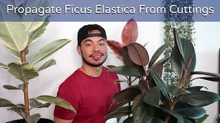 How to Repot and Propagate Your Rubber Plant  Ficus Elastica Houseplant [upl. by Wier262]