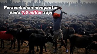 Kenapa manusia terobsesi beternak 15 miliar sapi munandartv [upl. by Oilut124]