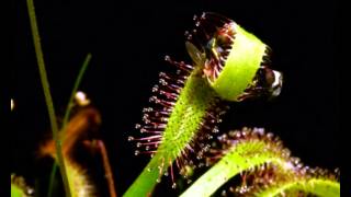 Drosera capensis vs fly [upl. by Kassity]