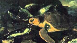 SaintSaens Carnival of the AnimalsTortues Tortoises [upl. by Isidro701]