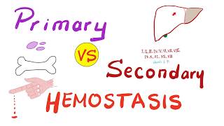 Primary vs Secondary Hemostasis  Blood Clotting Coagulation  Hematology [upl. by Susann]