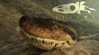 Face to Face with a Giant 23Foot Anaconda [upl. by Paolina]