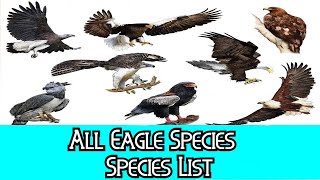 All Eagle Species  Species List [upl. by Ecinreb]