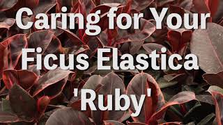 How to Grow Ficus Elastica Ruby As An Indoor Houseplant [upl. by Kevyn]