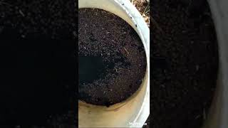 Seed Treatment Natural Farming Bio Fertilizer Rhizobiumबीज उपचार [upl. by Lleder]