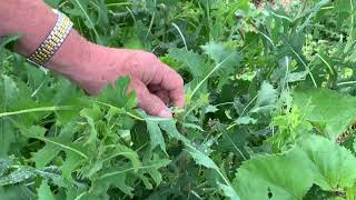 This Week in the Garden  Weed Identification [upl. by Emawk]