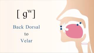 ɡʷ  voiced unaspirated labialized back dorsal velar stop [upl. by Eed]