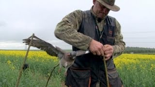 The Shooting Show  plentiful pigeon shooting with Geoff Garrod and CLA news special [upl. by Shyamal]