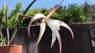 Brassavola David Sander orchid [upl. by Adirahs]