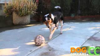 NigahigaAmazing The Best Trained Obedient Dog Tricks HD [upl. by Aicinat]