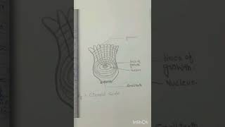 ctenoid scales slide practical [upl. by Ayotnom721]