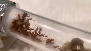 Lasius Claviger Queen and 35 host workers 4524 [upl. by Pail]