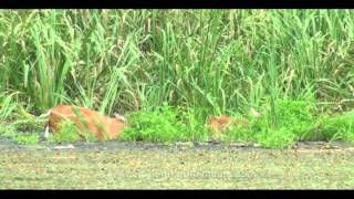 Three Rivers State ParkDeer Foraging in Lake Seminole [upl. by Shantha]