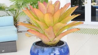 Planting Bromeliads into Gorgeous Blue Pots [upl. by Aura476]