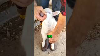 Perché questo contadino veste un agnello con la pelle di un altro 🤯 animali shorts italia [upl. by Ettenotna]