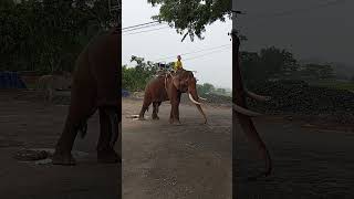 I rarely see tusked elephants protect them only 150 left in Vietnam vietnambiketourscom [upl. by Noirda]