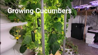 Gardyn Growing Cucumbers Indoor [upl. by Beasley88]