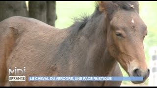 Le cheval du Vercors une race rustique [upl. by Aelc]