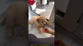 Dog lindo D e obediente dando a patinha🥰 dog pets [upl. by Gapin727]