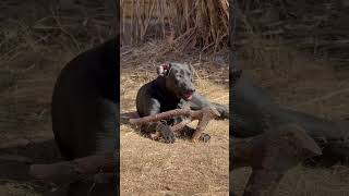 Gabby vs firewood labrador puppy blacklab [upl. by Maletta]