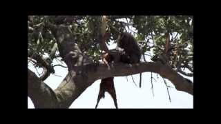 Serengeti  Baboon vs Leopard [upl. by Lane562]