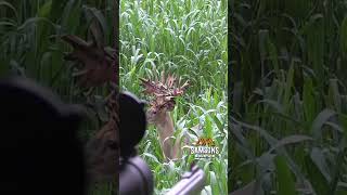 Bucks in the Corn [upl. by Aroc]