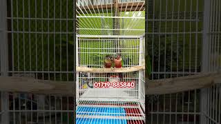 Yellow Sided Conure Double Red Factor Running Pair [upl. by Castora]