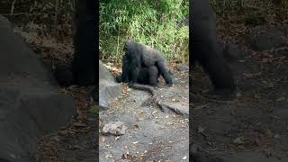 WTF  Gorillas Trick R Treating whatsappstatus [upl. by Aelram448]