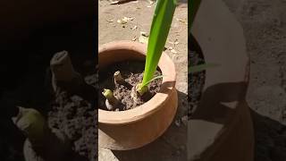 Albuca bracteata plants shorts [upl. by Oninrutas]