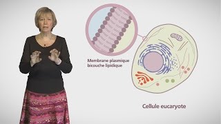 MOOC côté cours  Compartiments et trafic à lintérieur de la cellule [upl. by Joash696]