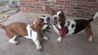 Two Basset Hounds Playing [upl. by Brendin311]