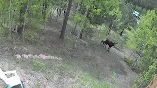 Colorado man survives moose attack [upl. by Atinuhs158]