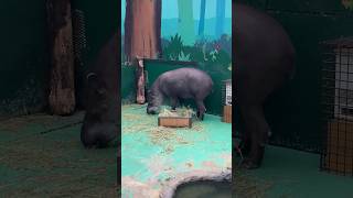 草を食べるアメリカバク ノースサファリサッポロ Brazilian tapir eating grass [upl. by Barty]