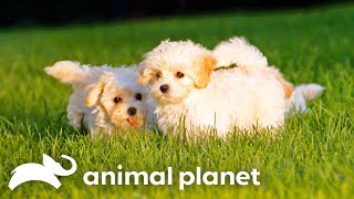 Witness the Heartwarming Journey of Maltipoo Puppy Care  Too Cute  Animal Planet [upl. by Fernandez11]