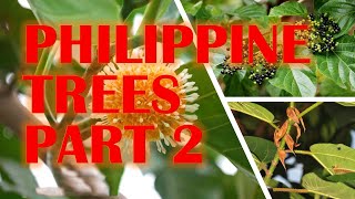 Philippine Trees [upl. by Arliene]