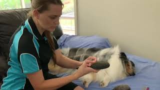 LINE GROOMING PART 1 HOW TO GROOM YOUR SHELTIE SHETLAND SHEEPDOG OR DOUBLECOATED BREEDS [upl. by Einwahr232]