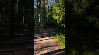 zamurichikkarelia Карелия forest путешествие trip путешествиепороссии travel nature [upl. by Oderfigis]