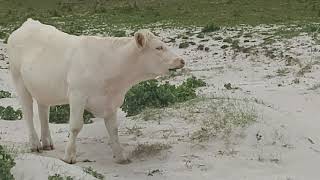 Cow Caught Munching on Plastic Rope  ViralHog [upl. by Hola]