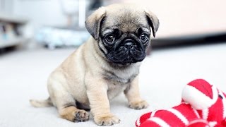 PICKING UP MY PUG PUPPY [upl. by Whatley]