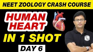 HUMAN HEART in 1 Shot  Body Fluids and Circulation 02  Class 11  NEET [upl. by Gnuj]