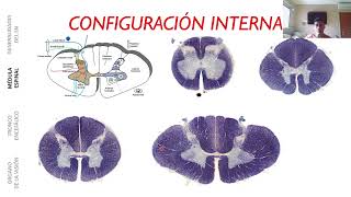 MÉDULA ESPINAL INTRODUCCIÓN A LA CONFIGURACIÓN INTERNA [upl. by Sellihca]