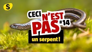 Ceci nest pas un serpent 14 [upl. by Obla]