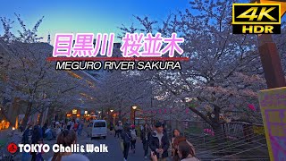 目黒川 夜桜4K HDRin process [upl. by Harness]