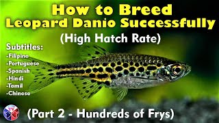 How to Breed Leopard Danio Fish  High Hatch Rate [upl. by Enttirb448]