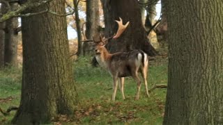 Join Me On A Circular Walk From Baslow To The Stunning Chatsworth Park [upl. by Yelhs]